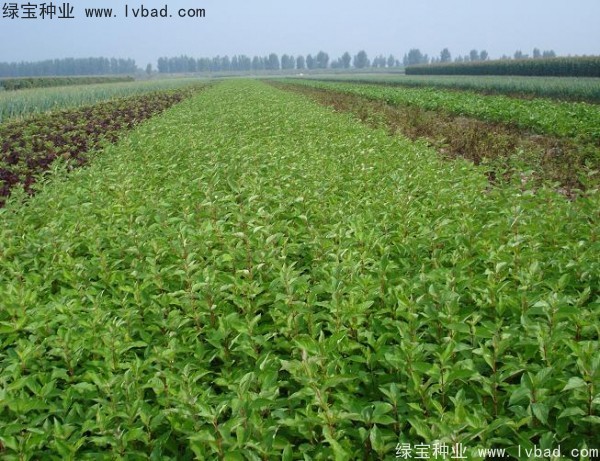<a href='http://m.wuzhouwash.com/linmuzhongzi/1759.html' target='_blank'>紅瑞木種子</a>