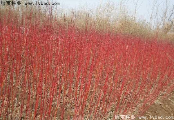 紅瑞木<a href='http://m.wuzhouwash.com/' target='_blank'>種子</a>