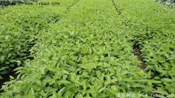 <a href='http://m.wuzhouwash.com/linmuzhongzi/1759.html' target='_blank'>紅瑞木種子</a>