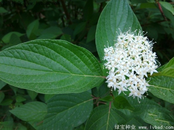 紅瑞木種子