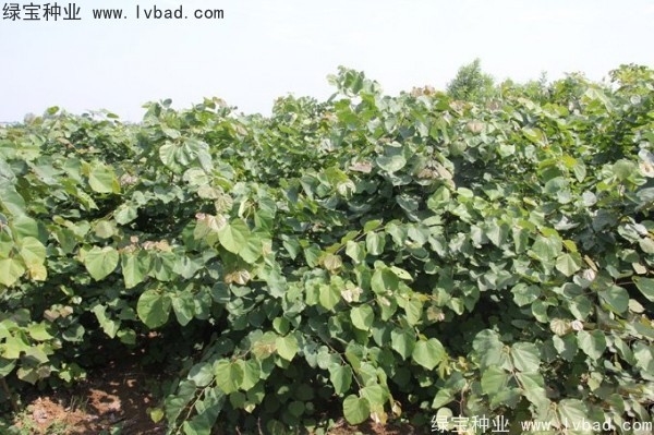 <a href='http://m.wuzhouwash.com/linmuzhongzi/1760.html' target='_blank'>紫荊</a><a href='http://m.wuzhouwash.com/' target='_blank'>種子</a>