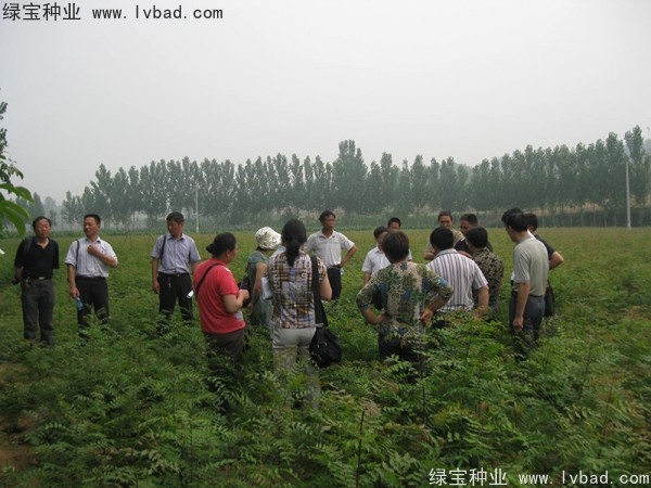 <a href='http://m.wuzhouwash.com/linmuzhongzi/1761.html' target='_blank'>黃連木種子</a>