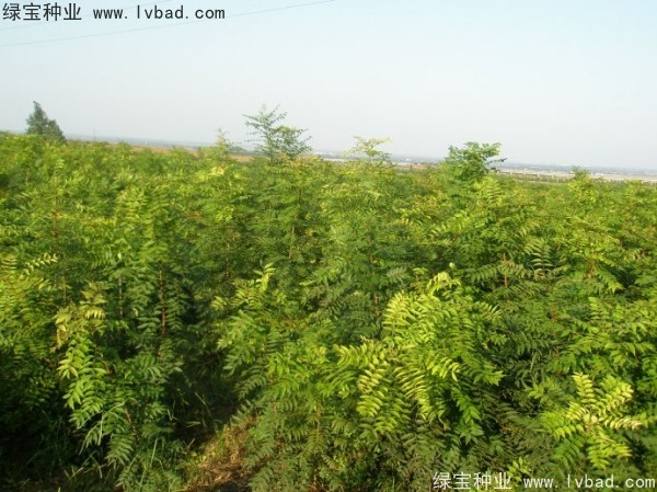 黃連木<a href='http://m.wuzhouwash.com/' target='_blank'>種子</a>
