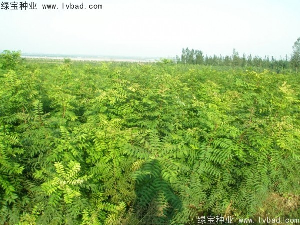 <a href='http://m.wuzhouwash.com/linmuzhongzi/1761.html' target='_blank'>黃連木種子</a>