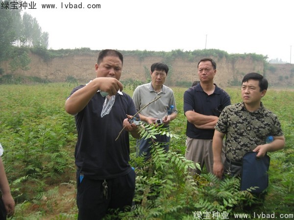 <a href='http://m.wuzhouwash.com/linmuzhongzi/1761.html' target='_blank'>黃連木種子</a>