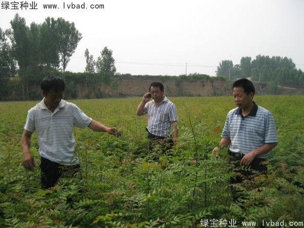 黃連木<a href='http://m.wuzhouwash.com/' target='_blank'>種子</a>