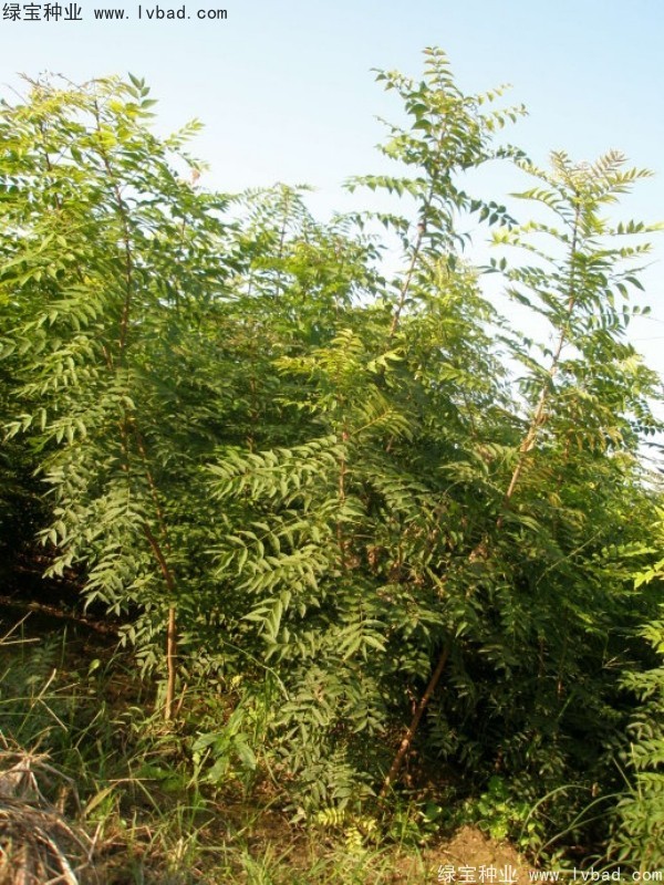黃連木種子