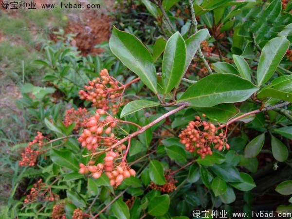 <a href='http://m.wuzhouwash.com/linmuzhongzi/1762.html' target='_blank'>紅果冬青種子</a>