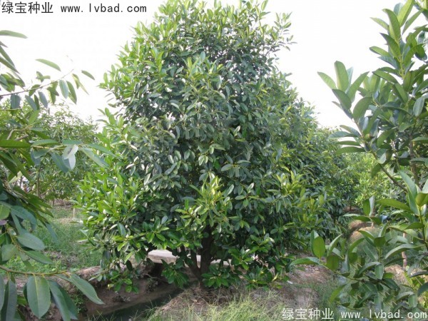 紅果冬青<a href='http://m.wuzhouwash.com/' target='_blank'>種子</a>