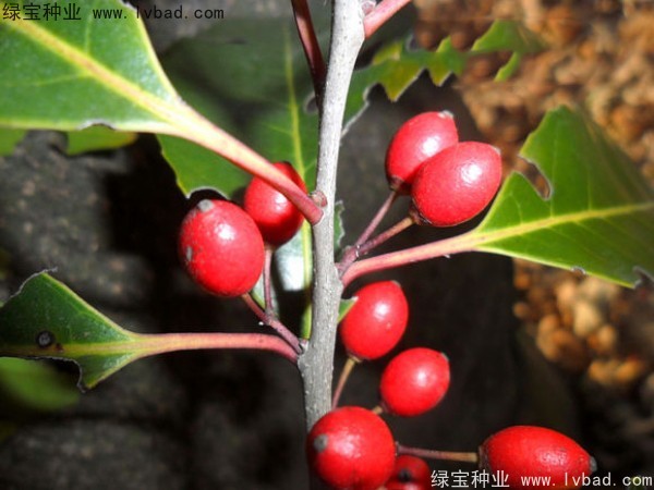 <a href='http://m.wuzhouwash.com/linmuzhongzi/1762.html' target='_blank'>紅果冬青</a><a href='http://m.wuzhouwash.com/' target='_blank'>種子</a>
