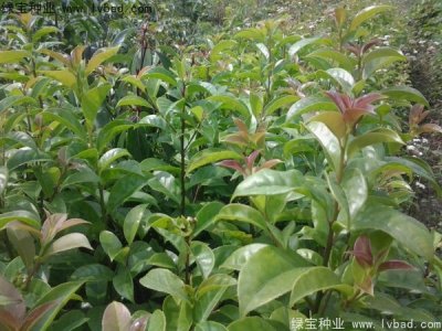 紅果冬青種子