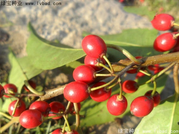 <a href='http://m.wuzhouwash.com/linmuzhongzi/1762.html' target='_blank'>紅果冬青種子</a>