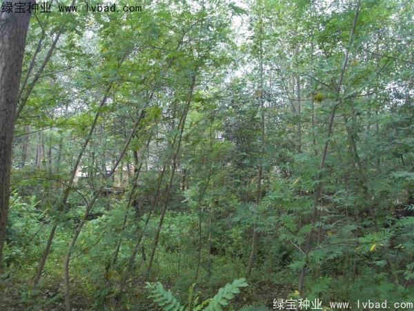 <a href='http://m.wuzhouwash.com/linmuzhongzi/1763.html' target='_blank'>楓楊種子</a>