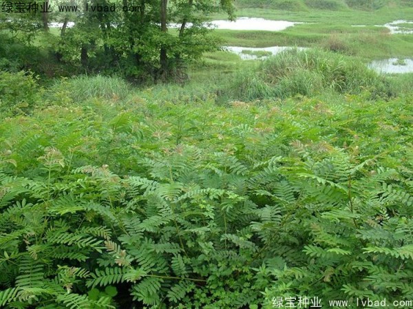 楓楊<a href='http://m.wuzhouwash.com/' target='_blank'>種子</a>