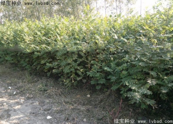 <a href='http://m.wuzhouwash.com/linmuzhongzi/1763.html' target='_blank'>楓楊種子</a>
