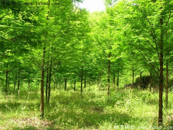 楓楊<a href='http://m.wuzhouwash.com/' target='_blank'>種子</a>