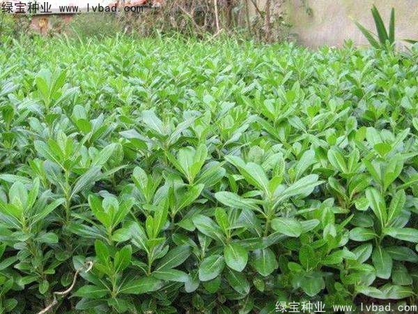 <a href='http://m.wuzhouwash.com/linmuzhongzi/1765.html' target='_blank'>海桐種子</a>