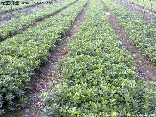 <a href='http://m.wuzhouwash.com/linmuzhongzi/1765.html' target='_blank'>海桐</a><a href='http://m.wuzhouwash.com/' target='_blank'>種子</a>