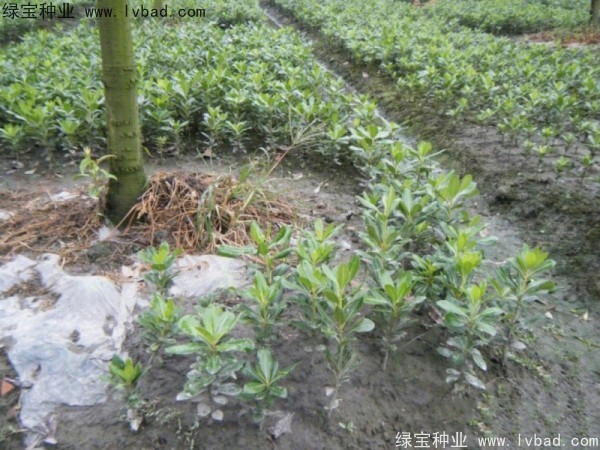<a href='http://m.wuzhouwash.com/linmuzhongzi/1765.html' target='_blank'>海桐種子</a>
