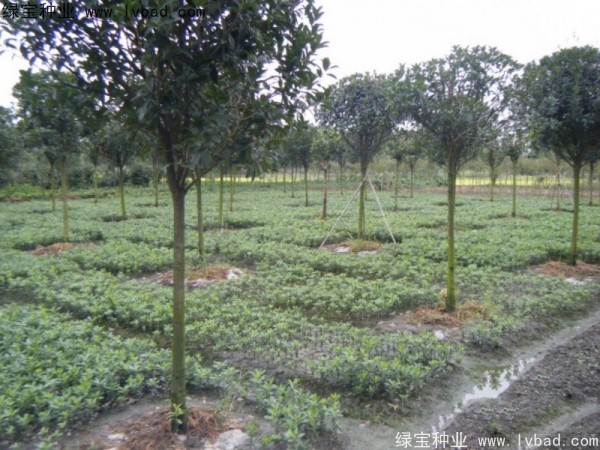 <a href='http://m.wuzhouwash.com/linmuzhongzi/1765.html' target='_blank'>海桐種子</a>