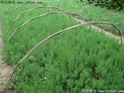 檜柏種子