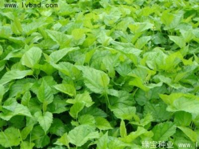 桑樹種子