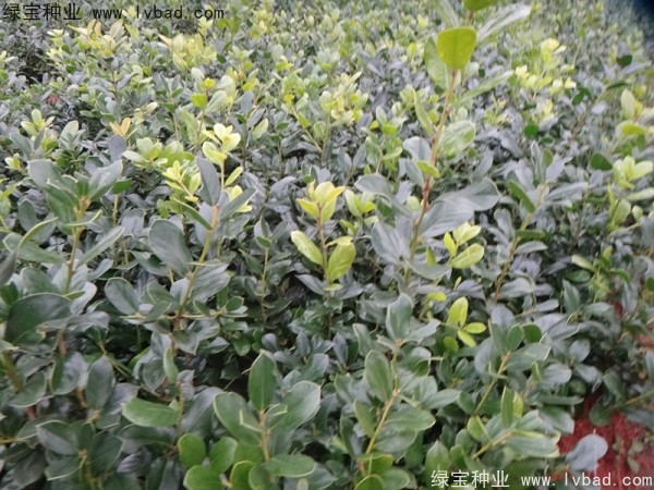 <a href='http://m.wuzhouwash.com/linmuzhongzi/1771.html' target='_blank'>構(gòu)骨種子</a>