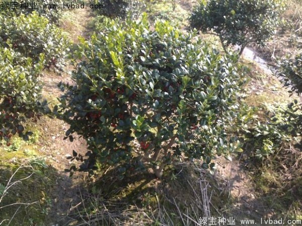 <a href='http://m.wuzhouwash.com/linmuzhongzi/1771.html' target='_blank'>構(gòu)骨</a><a href='http://m.wuzhouwash.com/' target='_blank'>種子</a>