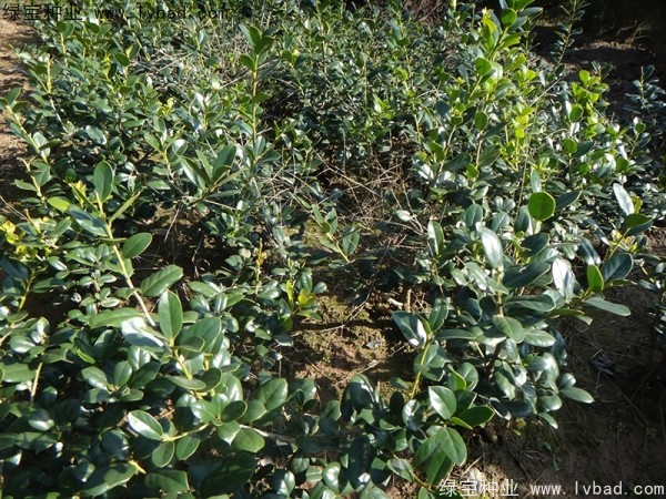 構(gòu)骨<a href='http://m.wuzhouwash.com/' target='_blank'>種子</a>