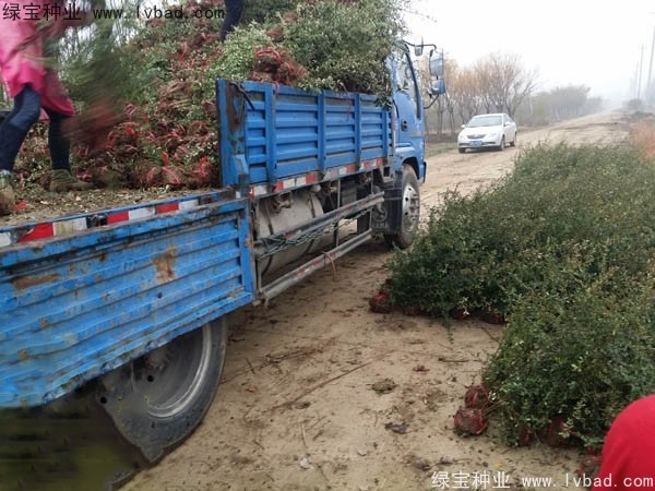 <a href='http://m.wuzhouwash.com/linmuzhongzi/1773.html' target='_blank'>火棘種子</a>
