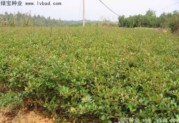 <a href='http://m.wuzhouwash.com/linmuzhongzi/1773.html' target='_blank'>火棘</a><a href='http://m.wuzhouwash.com/' target='_blank'>種子</a>