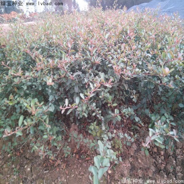 <a href='http://m.wuzhouwash.com/linmuzhongzi/1773.html' target='_blank'>火棘種子</a>
