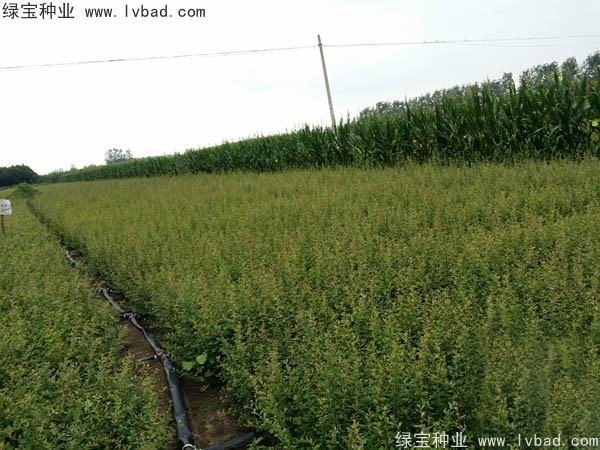 火棘<a href='http://m.wuzhouwash.com/' target='_blank'>種子</a>