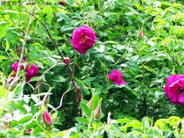 紅刺梅<a href='http://m.wuzhouwash.com/' target='_blank'>種子</a>