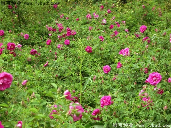 <a href='http://m.wuzhouwash.com/linmuzhongzi/1774.html' target='_blank'>紅刺梅種子</a>