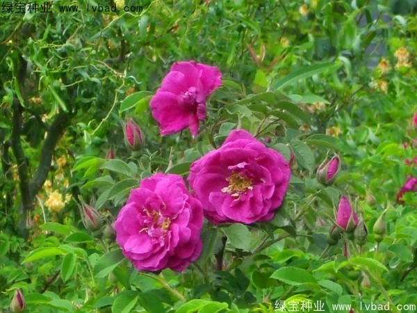 <a href='http://m.wuzhouwash.com/linmuzhongzi/1774.html' target='_blank'>紅刺梅種子</a>
