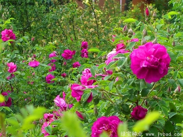 <a href='http://m.wuzhouwash.com/linmuzhongzi/1774.html' target='_blank'>紅刺梅種子</a>