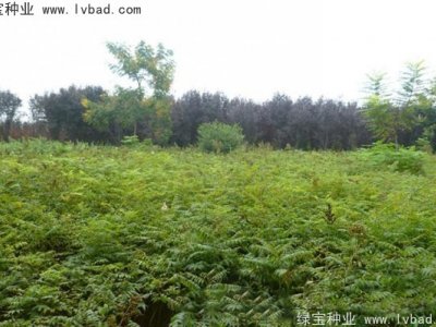 珍珠梅種子