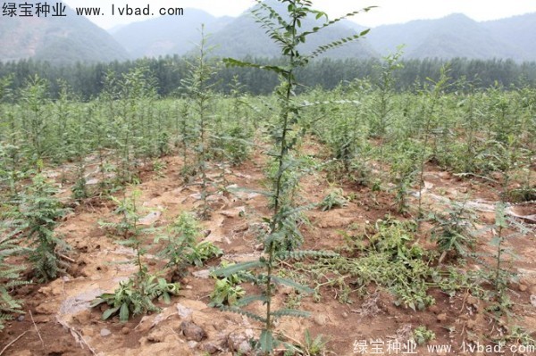 <a href='http://m.wuzhouwash.com/linmuzhongzi/1776.html' target='_blank'>皂角種子</a>