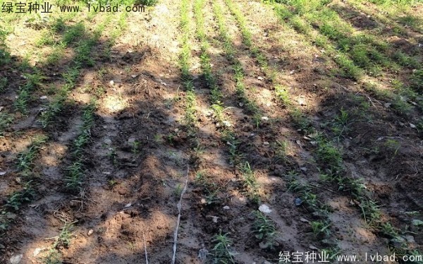 <a href='http://m.wuzhouwash.com/linmuzhongzi/1776.html' target='_blank'>皂角種子</a>