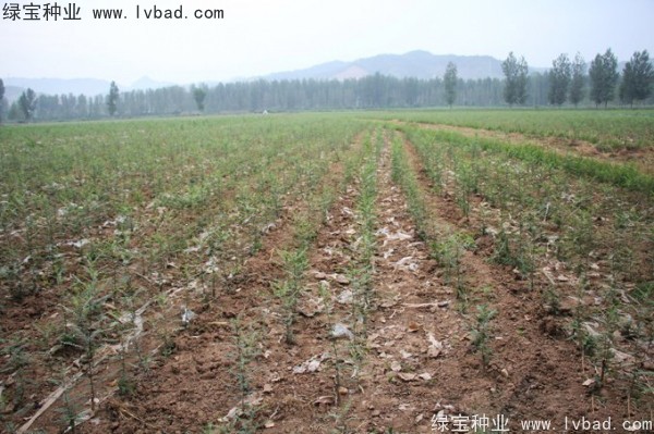 <a href='http://m.wuzhouwash.com/linmuzhongzi/1776.html' target='_blank'>皂角</a><a href='http://m.wuzhouwash.com/' target='_blank'>種子</a>