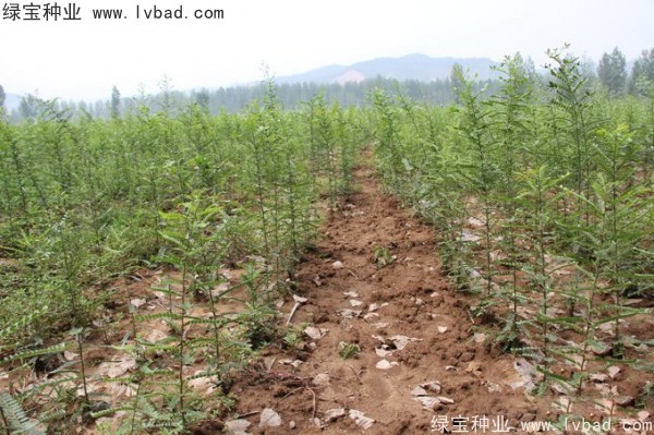 <a href='http://m.wuzhouwash.com/linmuzhongzi/1776.html' target='_blank'>皂角</a><a href='http://m.wuzhouwash.com/' target='_blank'>種子</a>