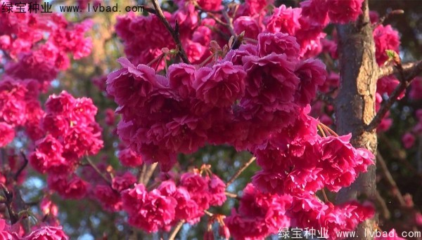 櫻花<a href='http://m.wuzhouwash.com/' target='_blank'>種子</a>