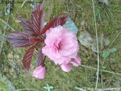 櫻花種子