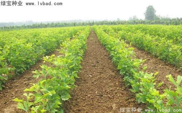 <a href='http://m.wuzhouwash.com/linmuzhongzi/1778.html' target='_blank'>銀杏種子</a>