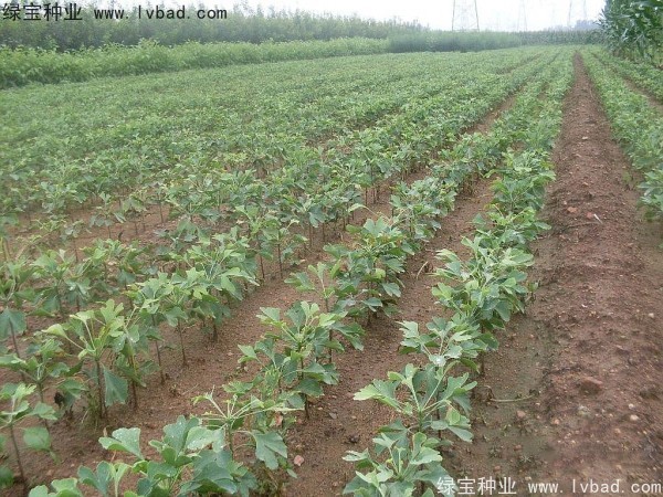 銀杏<a href='http://m.wuzhouwash.com/' target='_blank'>種子</a>