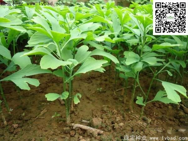 <a href='http://m.wuzhouwash.com/linmuzhongzi/1778.html' target='_blank'>銀杏種子</a>