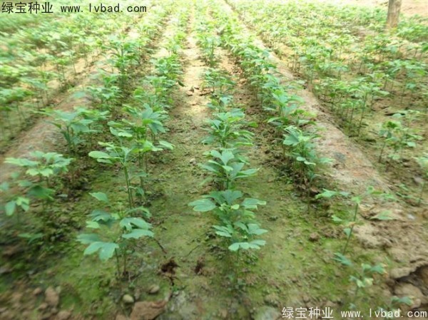 <a href='http://m.wuzhouwash.com/linmuzhongzi/1778.html' target='_blank'>銀杏種子</a>