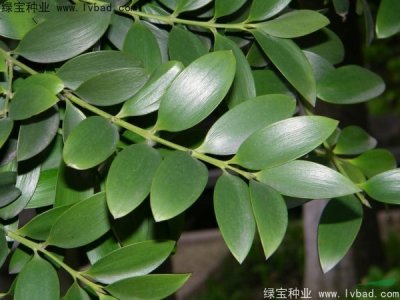 竹柏種子
