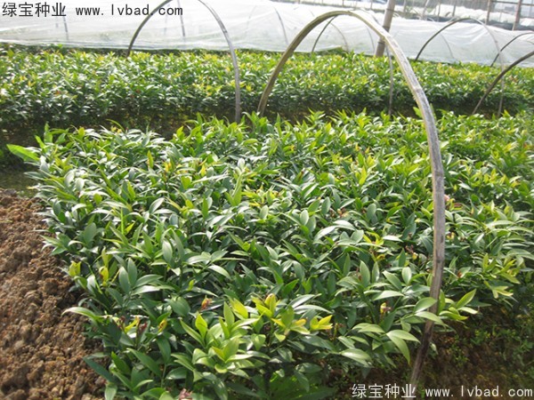 <a href='http://m.wuzhouwash.com/linmuzhongzi/1779.html' target='_blank'>竹柏種子</a>